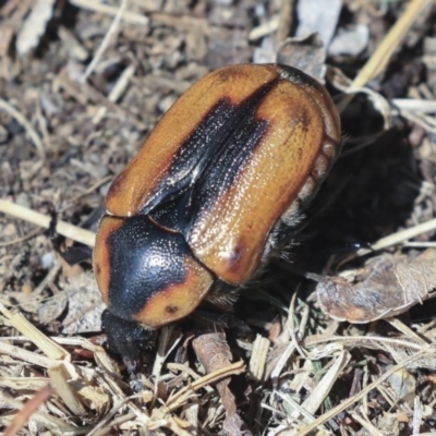 Chondropyga dorsalis (Cowboy beetle) at Higgins, ACT - 1 Mar 2020 by AlisonMilton