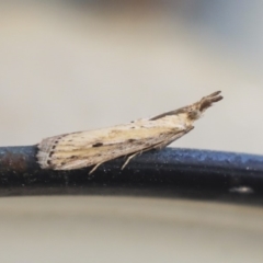 Faveria tritalis (Couchgrass Webworm) at Higgins, ACT - 29 Feb 2020 by AlisonMilton