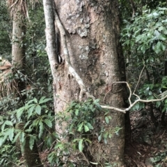 Litsea reticulata (Bolly Gum) at Wattamolla, NSW - 2 Mar 2020 by WattaWanderer