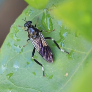 Exaireta spinigera at Higgins, ACT - 1 Mar 2020 12:32 PM