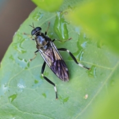 Exaireta spinigera (Garden Soldier Fly) at Higgins, ACT - 1 Mar 2020 by AlisonMilton