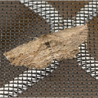 Ectropis (genus) (An engrailed moth) at Higgins, ACT - 24 Sep 2019 by AlisonMilton