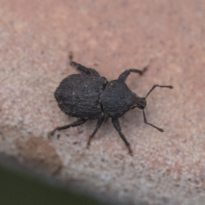 Mandalotus sp. (genus) at Higgins, ACT - 15 Feb 2020