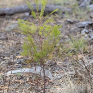 Exocarpos cupressiformis at Hawker, ACT - 14 Feb 2020