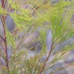 Exocarpos cupressiformis at Hawker, ACT - 14 Feb 2020