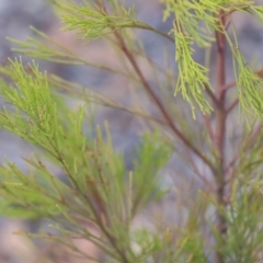 Exocarpos cupressiformis at Hawker, ACT - 14 Feb 2020