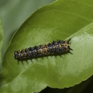 Papilio anactus at Higgins, ACT - 2 Mar 2020