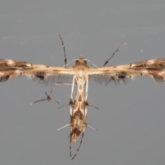 Sphenarches anisodactylus (Geranium Plume Moth) at Ainslie, ACT - 27 Feb 2020 by jbromilow50