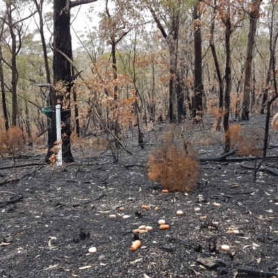Unverified Other Shrub at Wamban, NSW - 8 Feb 2020 by SamF