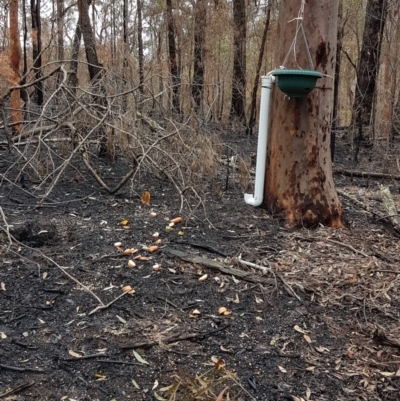 Unidentified Other Shrub at Station 3 - 8 Feb 2020 by SamF