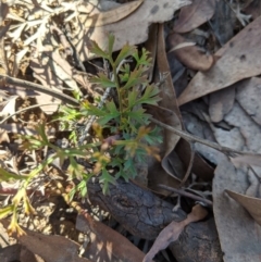 Isopogon anethifolius at Wingecarribee Local Government Area - 28 Feb 2020 by Margot