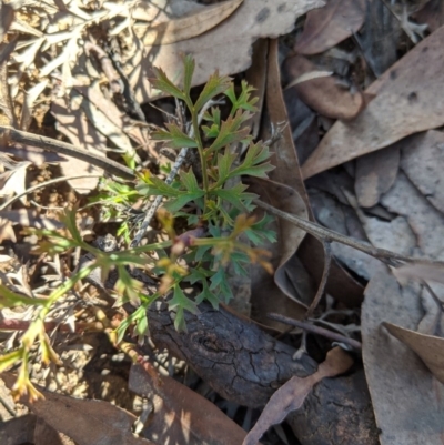 Isopogon anethifolius at Wingecarribee Local Government Area - 28 Feb 2020 by Margot
