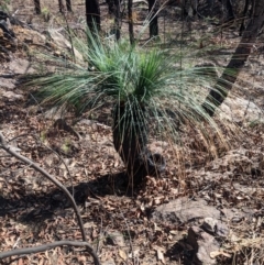 Xanthorrhoea glauca subsp. angustifolia (Grey Grass-tree) at Wingecarribee Local Government Area - 27 Feb 2020 by Margot