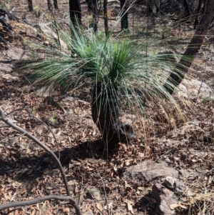 Xanthorrhoea glauca subsp. angustifolia at Upper Nepean State Conservation Area - 28 Feb 2020