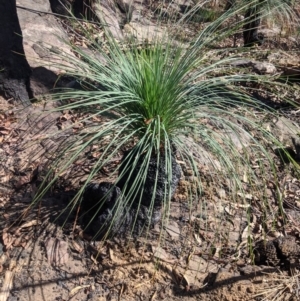 Xanthorrhoea glauca subsp. angustifolia at Upper Nepean State Conservation Area - suppressed