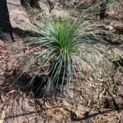 Xanthorrhoea glauca subsp. angustifolia at Upper Nepean State Conservation Area - 28 Feb 2020