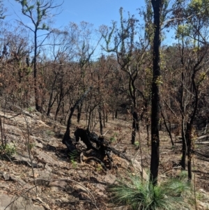 Xanthorrhoea glauca subsp. angustifolia at Upper Nepean State Conservation Area - suppressed