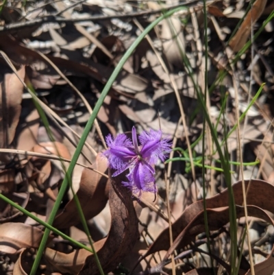 Thysanotus patersonii (Twining Fringe Lily) at Upper Nepean State Conservation Area - 28 Feb 2020 by Margot