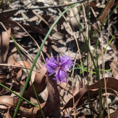 Thysanotus patersonii (Twining Fringe Lily) at Wingecarribee Local Government Area - 27 Feb 2020 by Margot