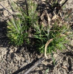 Banksia spinulosa (Hairpin Banksia) at Wingecarribee Local Government Area - 28 Feb 2020 by Margot