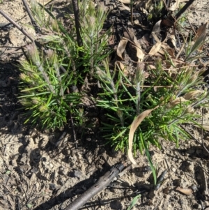 Banksia spinulosa at Balmoral - 28 Feb 2020