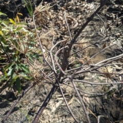 Banksia spinulosa at Balmoral - 28 Feb 2020 09:58 AM