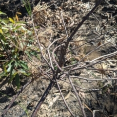 Banksia spinulosa at Balmoral - 28 Feb 2020