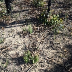 Banksia spinulosa at Balmoral - 28 Feb 2020