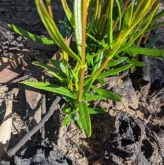 Lambertia formosa (Mountain Devil) at Wingecarribee Local Government Area - 28 Feb 2020 by Margot