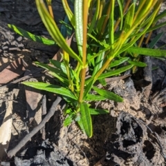 Lambertia formosa (Mountain Devil) at Wingecarribee Local Government Area - 27 Feb 2020 by Margot