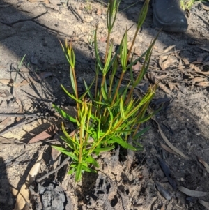 Lambertia formosa at Balmoral - 28 Feb 2020