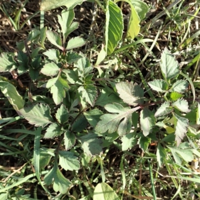 Bidens pilosa (Cobbler's Pegs, Farmer's Friend) at Dunlop, ACT - 29 Feb 2020 by CathB