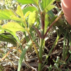 Bidens pilosa at Dunlop, ACT - 29 Feb 2020