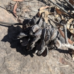 Banksia serrata (Saw Banksia) at Balmoral - 28 Feb 2020 by Margot