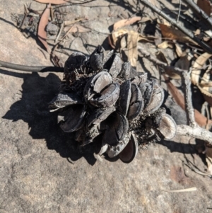 Banksia serrata at Balmoral - 28 Feb 2020