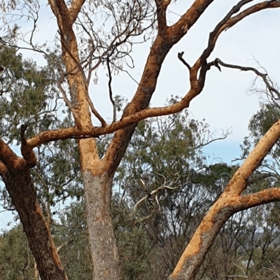 Zanda funerea (Yellow-tailed Black-Cockatoo) at Mount Pleasant - 2 Mar 2020 by Kym
