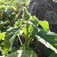 Amaranthus retroflexus (Redroot Amaranth) at Dunlop, ACT - 29 Feb 2020 by CathB