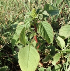 Amaranthus retroflexus at Dunlop, ACT - 29 Feb 2020