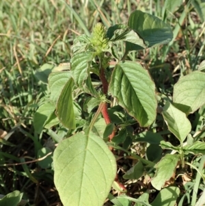 Amaranthus retroflexus at Dunlop, ACT - 29 Feb 2020