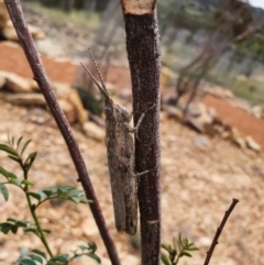 Coryphistes ruricola (Bark-mimicking Grasshopper) at Gundaroo, NSW - 2 Mar 2020 by Gunyijan