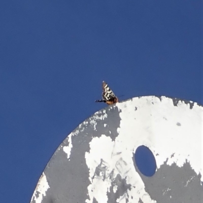 Comocrus behri (Mistletoe Day Moth) at Mount Painter - 28 Feb 2020 by CathB