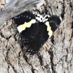 Eutrichopidia latinus (Yellow-banded Day-moth) at Coree, ACT - 2 Mar 2020 by JohnBundock