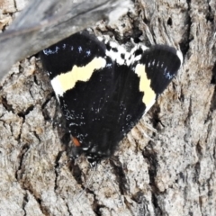 Eutrichopidia latinus (Yellow-banded Day-moth) at Coree, ACT - 1 Mar 2020 by JohnBundock