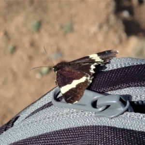 Eutrichopidia latinus at Dunlop, ACT - 29 Feb 2020 08:48 AM