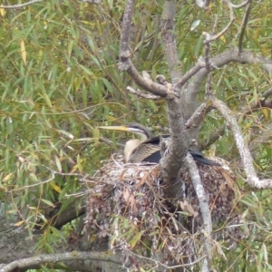 Anhinga novaehollandiae at Bega, NSW - 2 Mar 2020 09:57 AM