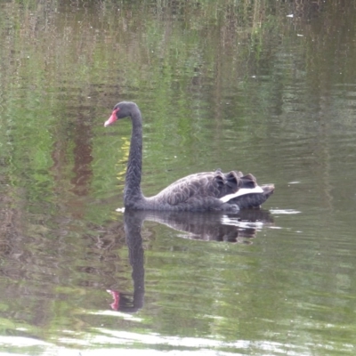 Cygnus atratus (Black Swan) at Bega, NSW - 2 Mar 2020 by MatthewHiggins