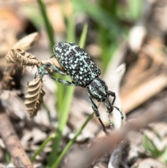 Chrysolopus spectabilis (Botany Bay Weevil) at Coree, ACT - 1 Mar 2020 by Roger