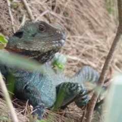 Intellagama lesueurii howittii (Gippsland Water Dragon) at Bega, NSW - 1 Mar 2020 by MatthewHiggins