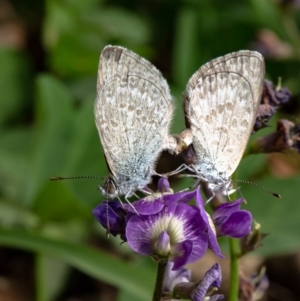 Zizina otis at Molonglo River Reserve - 2 Mar 2020 03:20 PM