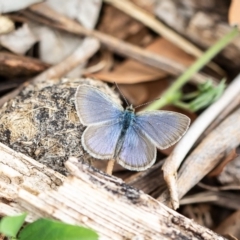 Zizina otis at Molonglo River Reserve - 2 Mar 2020 03:20 PM